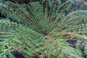 Poster - Close up of green fern leaves nature background