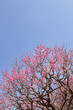© 田村広充 - 吉野公園の梅林