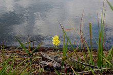 One Yellow Forest Flower On The Shore Against The Backdrop Of The Lake. Old Tree, Riverside, Green Grass And Blue Lake With Sky Reflection. The Concept Of Loneliness, Uniqueness