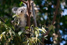 The Koala Is Eating Leaves