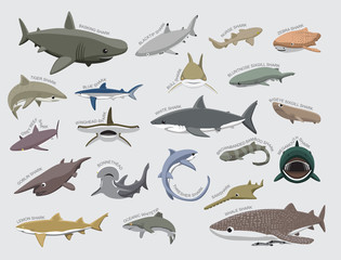 Wall Mural - Shark Various Kind Identify Cartoon Vector