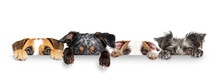 Dogs Peeking Eyes And Paws Over White Web Banner