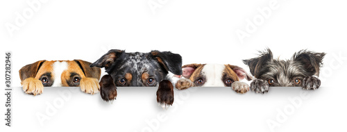 Dogs Peeking Eyes and Paws Over White Web Banner Wallpaper Mural