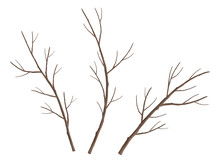 Set Of Tree Branches