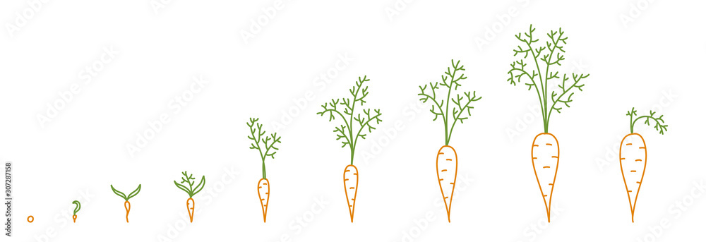 Carrots, growth stages. Animation of the development process. Set of ...