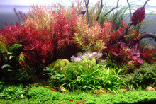 Colorful Aquatic Plants In Dutch Style Of Aquascape.