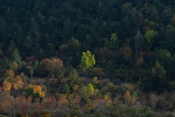 Wall Mural - High angle shot of a beautiful view of a forest in autumn in Istria, Croatia