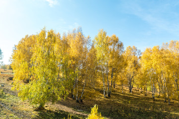 Poster - Autumn autumn in Xinjiang.