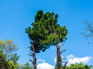 Two pine trees combined into one  strange tree.