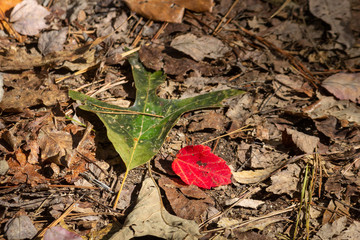 Wall Mural - autumn leaves on the ground