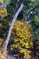Wall Mural - tree with fall leaves