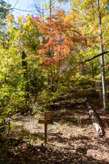 Wall Mural - autumn in the park