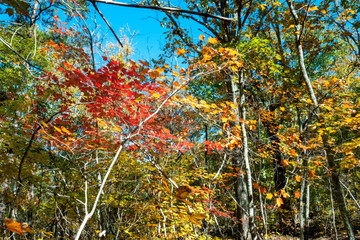Wall Mural - autumn leaves on tree