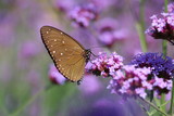 Fototapeta Lawenda - butterfly on flower