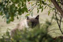 A Cute Grey Cat With Two Toned Fur Sitting Behind Green Bushes On The Street Staring At You