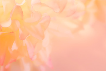 Wall Mural - Beautiful abstract gray and yellow flowers on white background, pink flower frame and brown leaves texture, brown background, orange and gold love banner, brown and yellow background