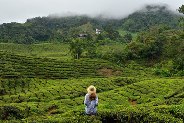 the cameron highlands the garden of malaysia
