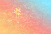 Flower Background With A Pastel Colored For Graphic Design