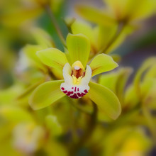 Yellow Orchid Flower
