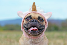Portrait Of Happy Smiling  French Bulldog Dog With Wearing A Funny Knitted Pink Unicorn Hat Costume
