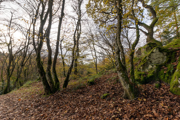 Wall Mural - Forêt de montagne au début de l'automne