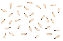 Many Seeds Of Cone