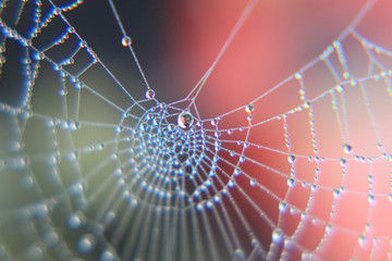 ragnatela spider