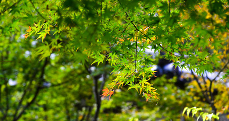 Autumn scenery in Kyoto, Japan