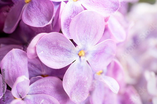 Fototapeta kwiaty bzu  swieze-kwiaty-bzu