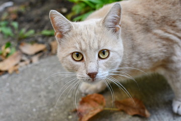 Beautiful orange-white cat in the garden.