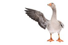 Funny Goose Points Wing To Side Standing Isolated On White Background