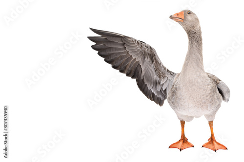 Fotomural Funny goose points wing to side standing isolated on white background