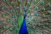 Close Up Of A Stunning Male Peacock With Fan Tail Open.