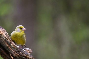  A European greenfinch (Chloris chloris) sitting on the branch in green forest.