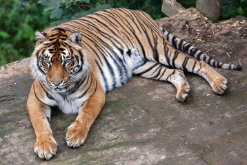 Sumatran tiger (Panthera tigris sumatrae)