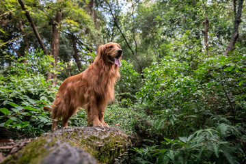 Canvas Print - Golden retriever playing in the forest