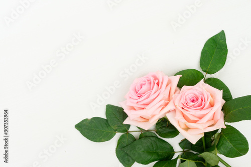 fresh rose flowers