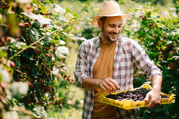 Young farmer harvesting brambles. Attractive young man at farm