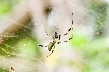spider on web, photo as a background