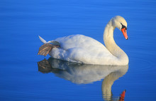 White Swan In The Lake In Autumn