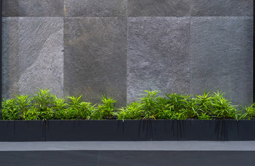 Natural green tree house plants with the granite on the black granite stone wall exterior for home and living decoration. Concept environment house contemporary