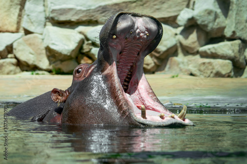 Fotomural Common hippopotamus (Hippopotamus amphibius)