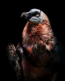 Fototapeta Konie - Bearded vulture (Gypaetus barbatus)