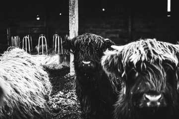 Wall Mural - Black and white picture of Scottish Highland Cow in field looking at the camera, Ireland, England, suffolk. Hairy Scottish Yak. Brown hair, blurry background, added noise grain for artistic purpose.