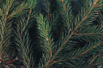  Christmas background concept. Fir tree branches texture. New Year, winter holiday, plant, pine, spruce