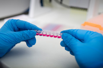Poster - Hands in gloves holding pink samples for researching