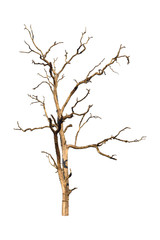 Wall Mural - dead tree isolated on white background. dry tree branch with clipping path.