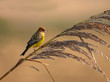 Red headed bunting