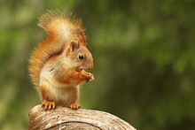 A Red Squirrel (Sciurus Vulgaris) Also Called Eurasian Red Sguirrel Sitting And Feeding In Branch In A Green Forest.