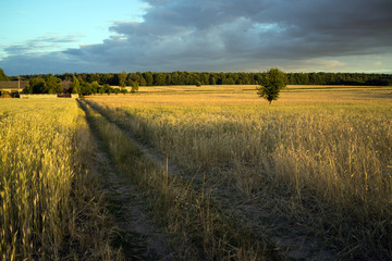 Wall Mural - grain fields near Lipce Reymontowskie, Poland